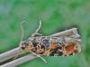 Lobesia sp.